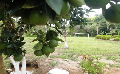 Sítio, 4 quartos, 2 hectares - Foto 7