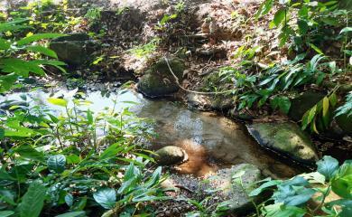 Sítio, 2 quartos, 2 hectares - Foto 12