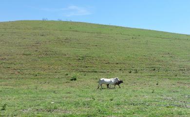 Fazenda, 33 hectares - Foto 16