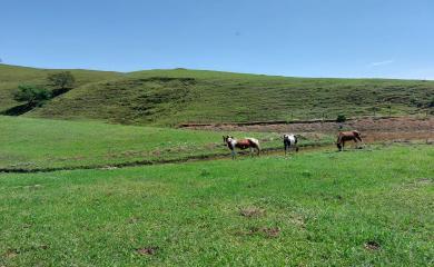 Fazenda, 33 hectares - Foto 23