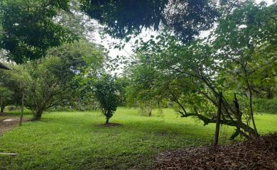 Sítio, 4 quartos, 16 hectares - Foto 9