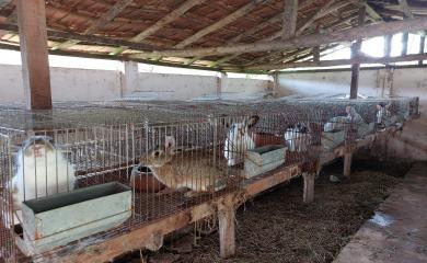 Sítio, 4 quartos, 7 hectares - Foto 13