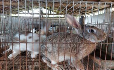 Sítio, 4 quartos, 7 hectares - Foto 12