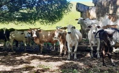 Sítio, 5 quartos, 33 hectares - Foto 9