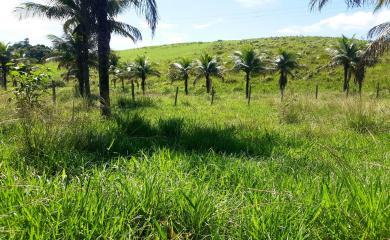 Sítio, 5 quartos, 33 hectares - Foto 12