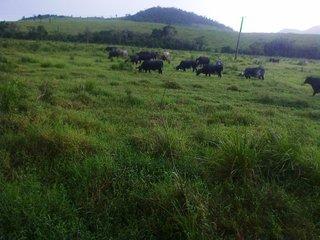 Fazenda, 140 m² - Foto 24