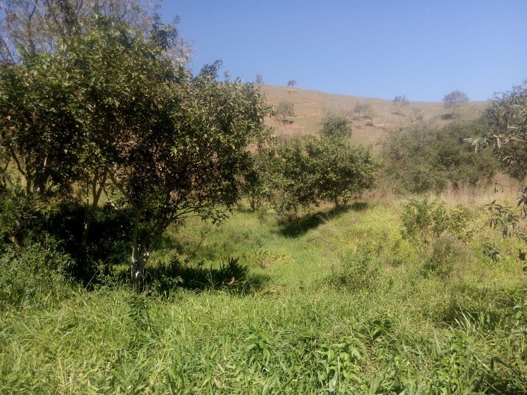 Sítio, 7 hectares - Foto 9