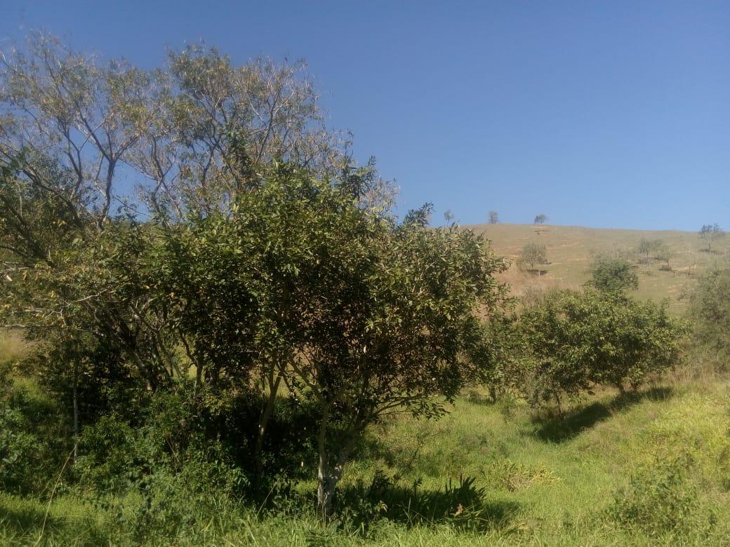 Sítio, 7 hectares - Foto 11