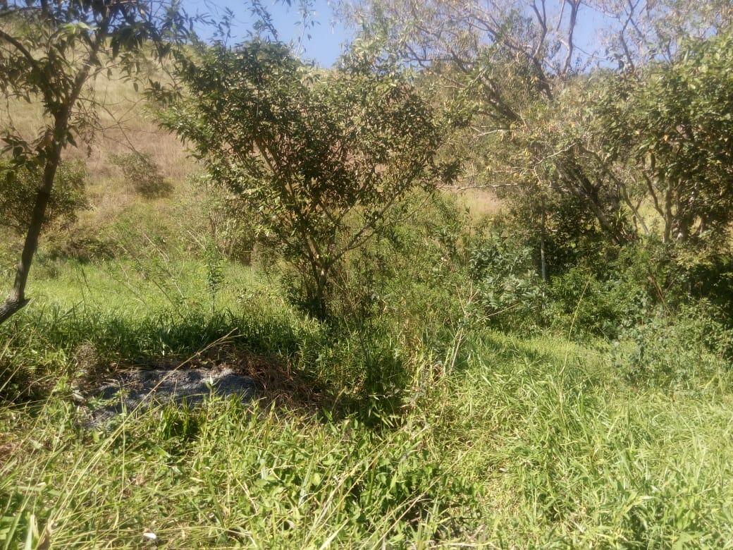 Sítio, 7 hectares - Foto 12