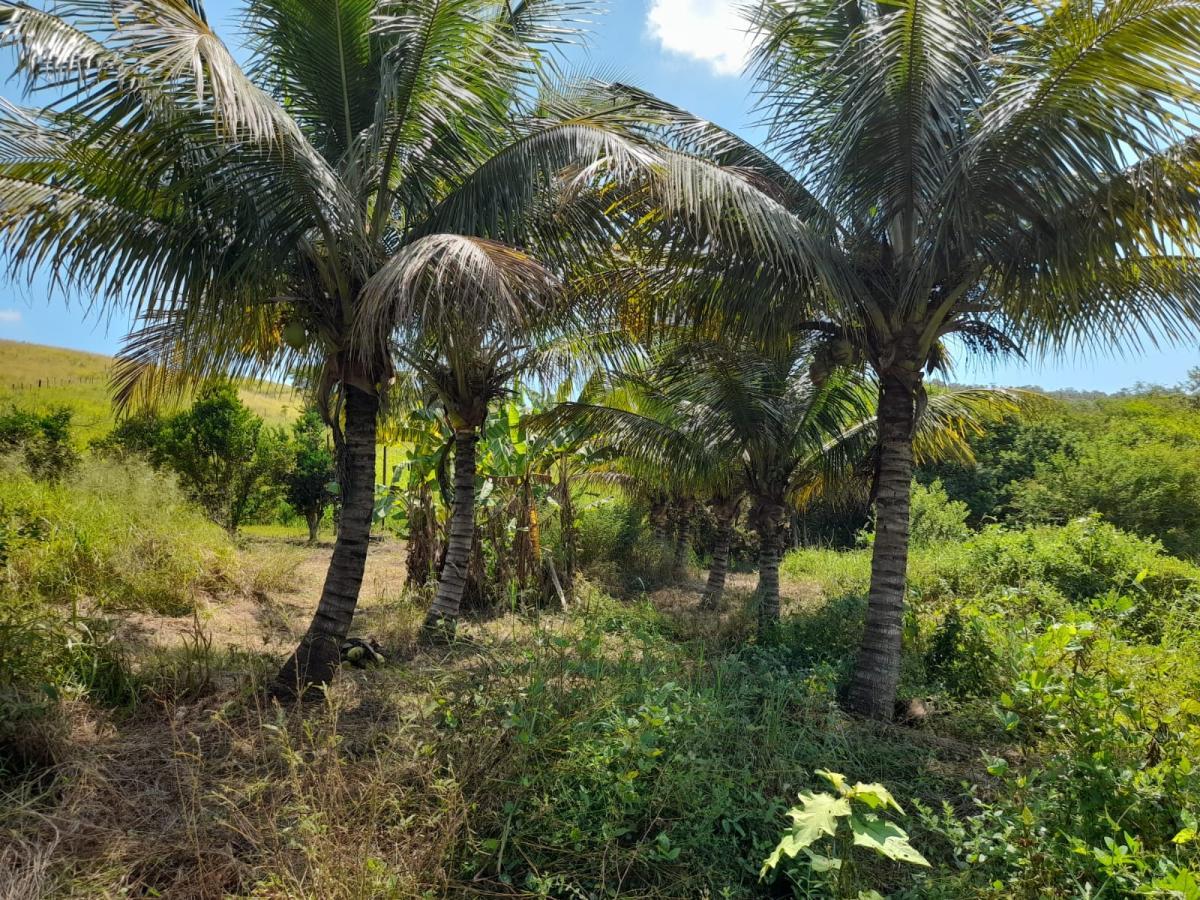 Sítio, 1 quarto, 2 hectares - Foto 8