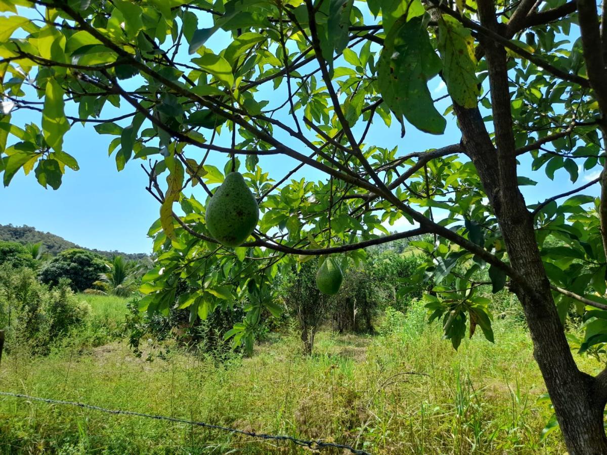 Sítio, 1 quarto, 2 hectares - Foto 15