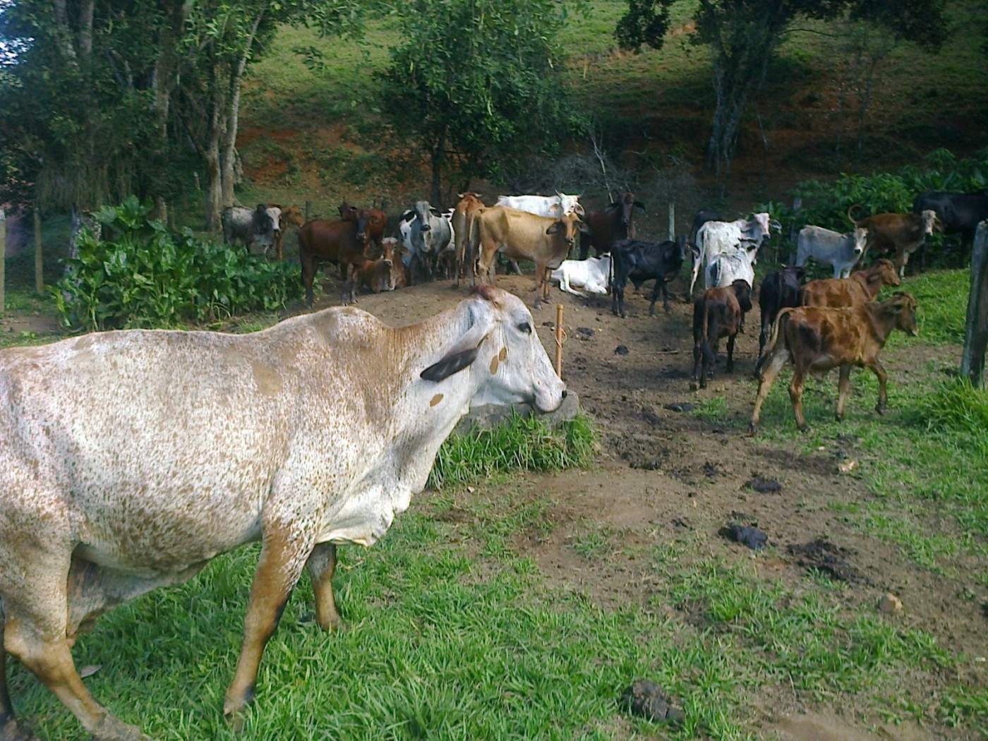 Fazenda, 22 hectares - Foto 8