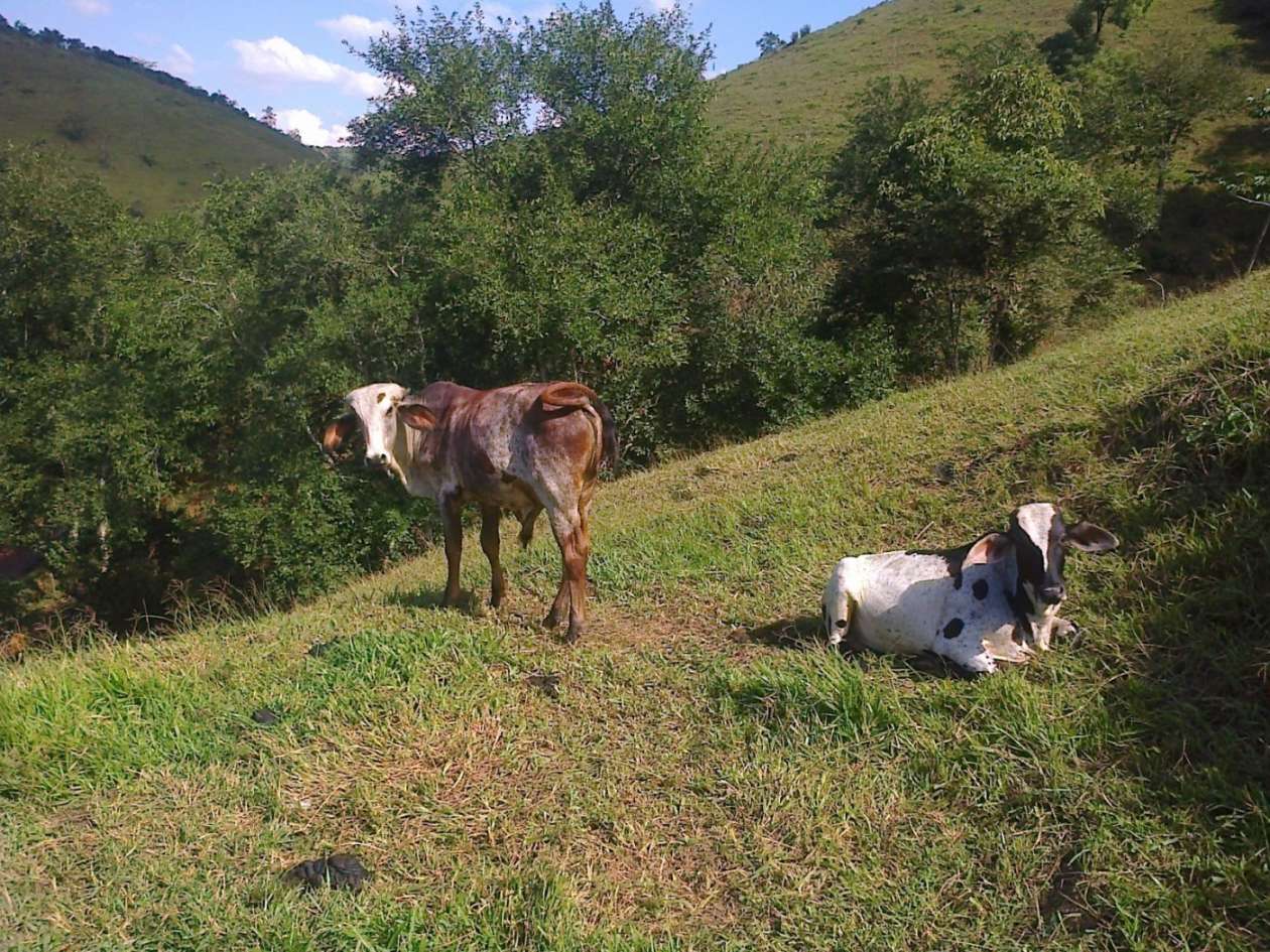 Fazenda, 22 hectares - Foto 7