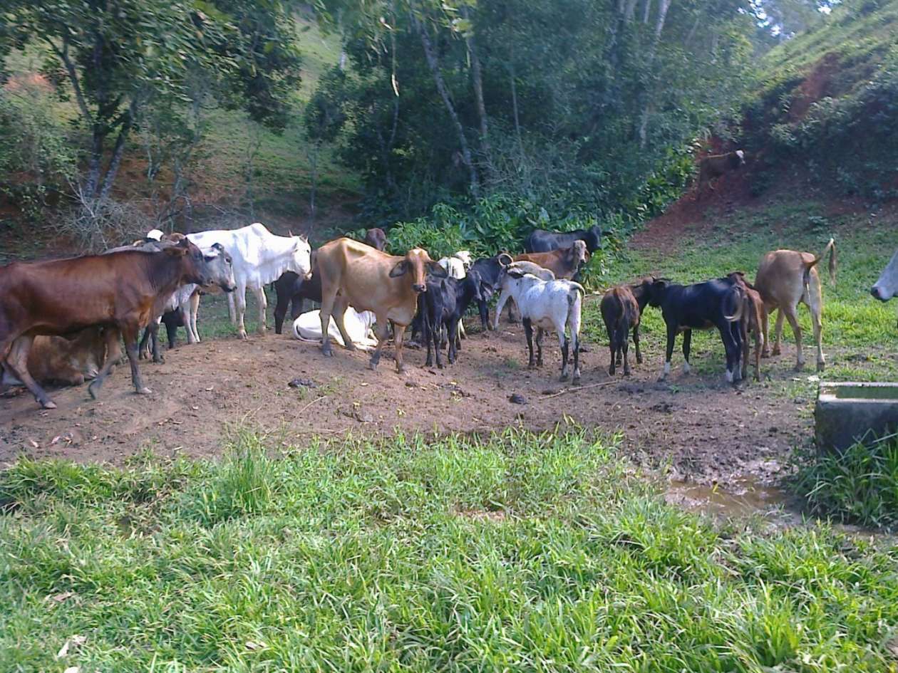 Fazenda, 22 hectares - Foto 9