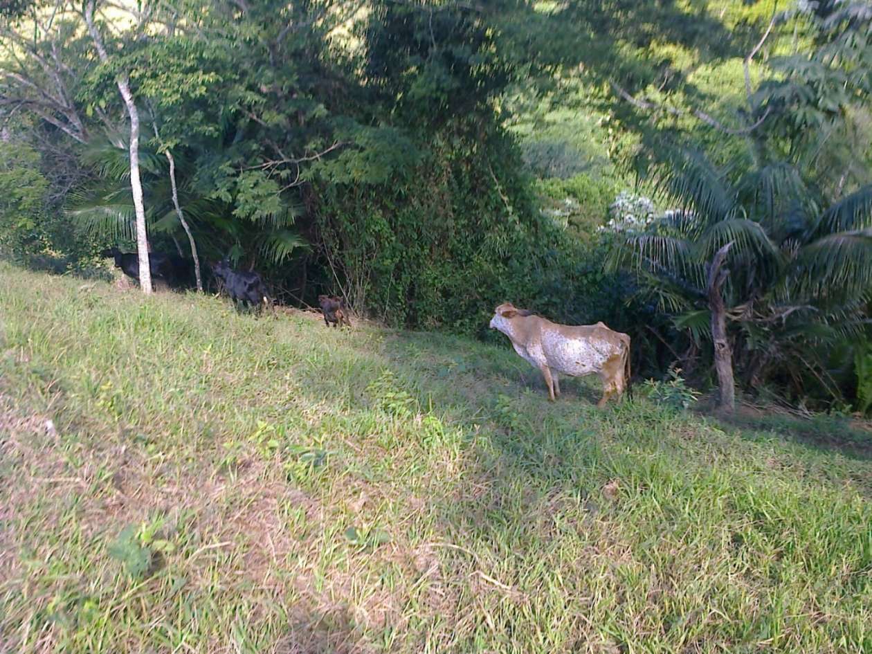Fazenda, 22 hectares - Foto 16