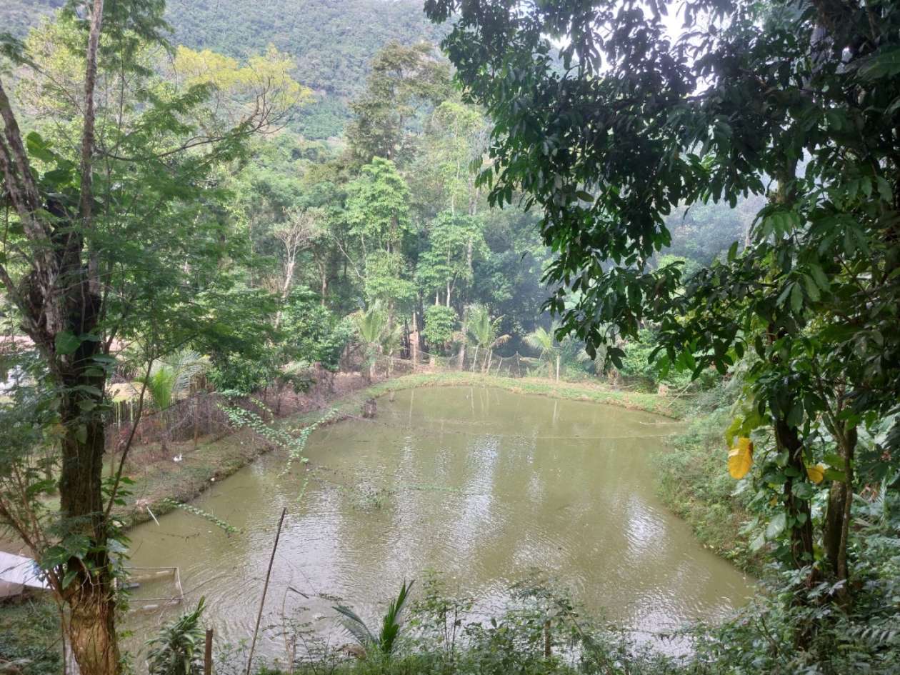 Sítio, 6 quartos, 6 hectares - Foto 14