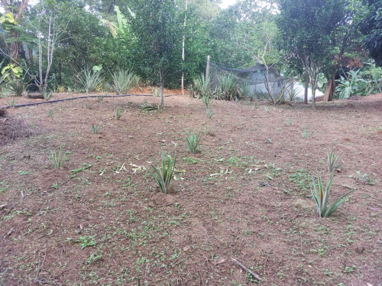 Sítio, 6 quartos, 6 hectares - Foto 16