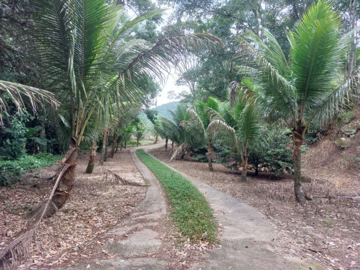 Sítio, 6 quartos, 6 hectares - Foto 17