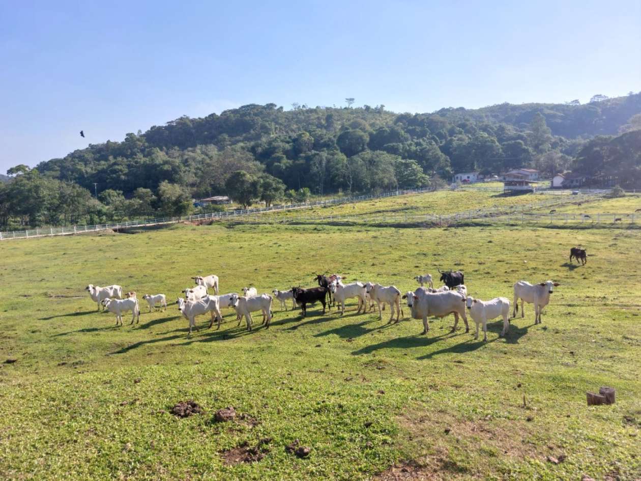 Fazenda, 21 hectares - Foto 7