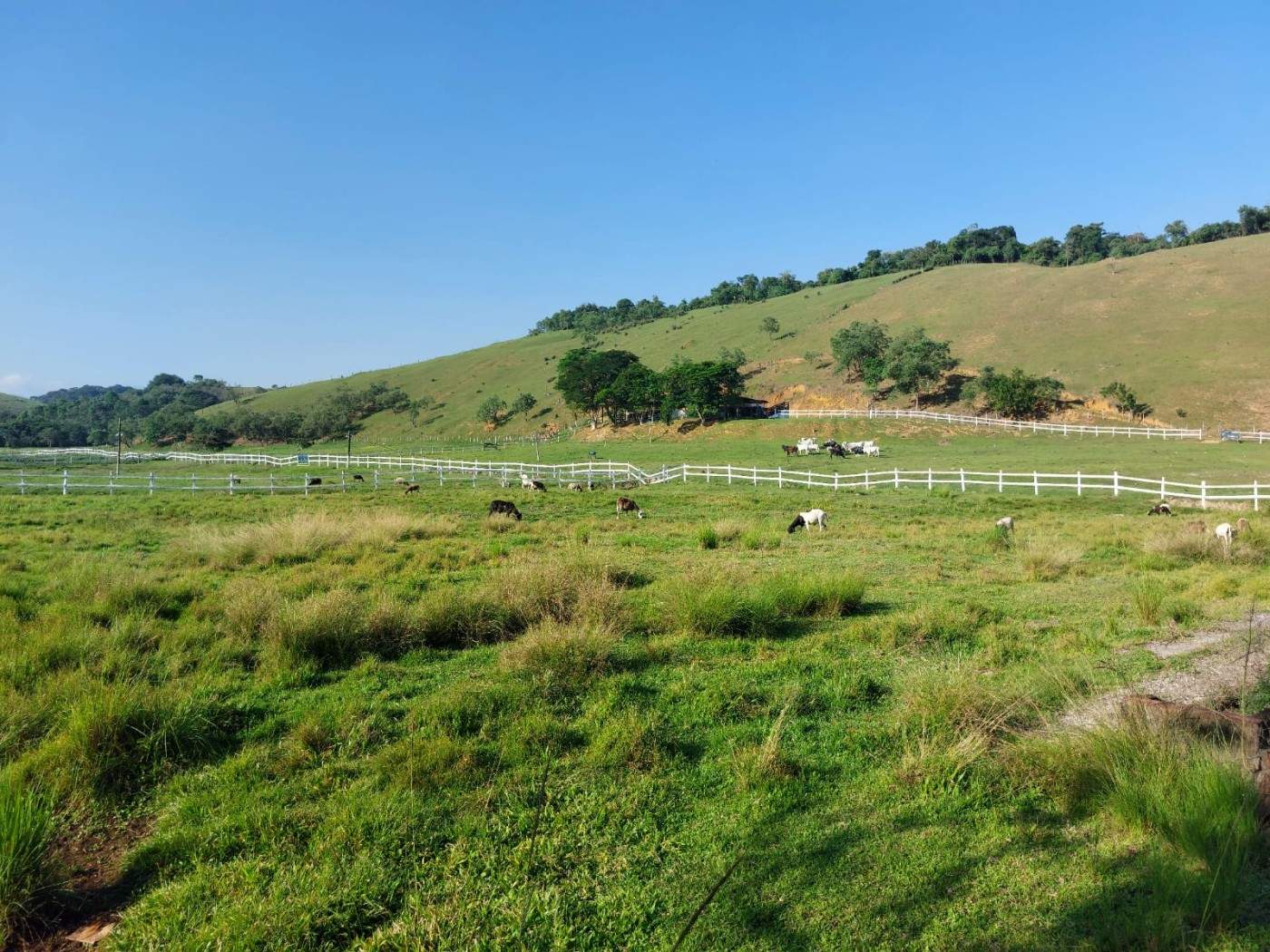Fazenda, 21 hectares - Foto 9
