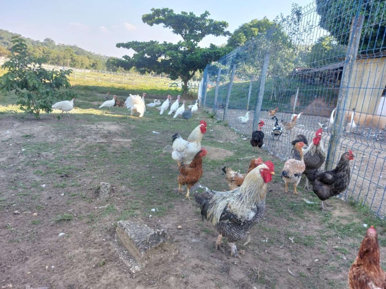 Fazenda, 21 hectares - Foto 20