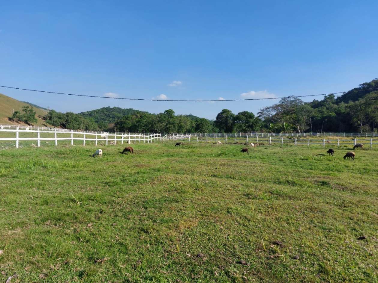 Fazenda, 21 hectares - Foto 23