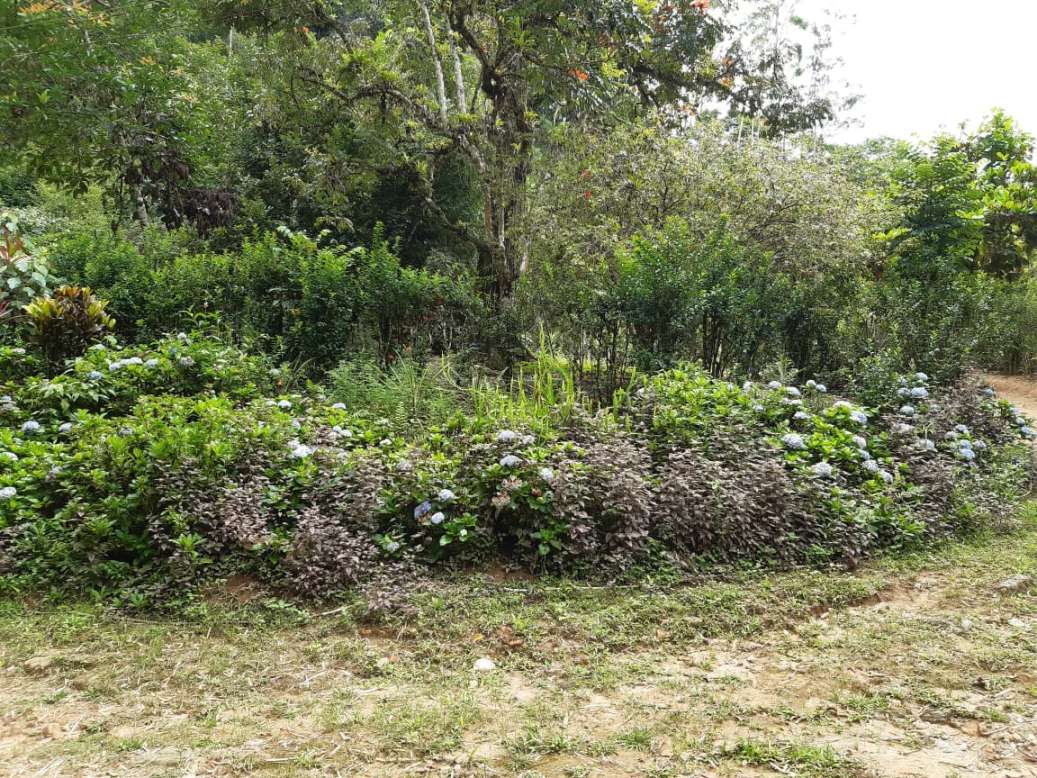 Sítio, 3 quartos, 19 hectares - Foto 22