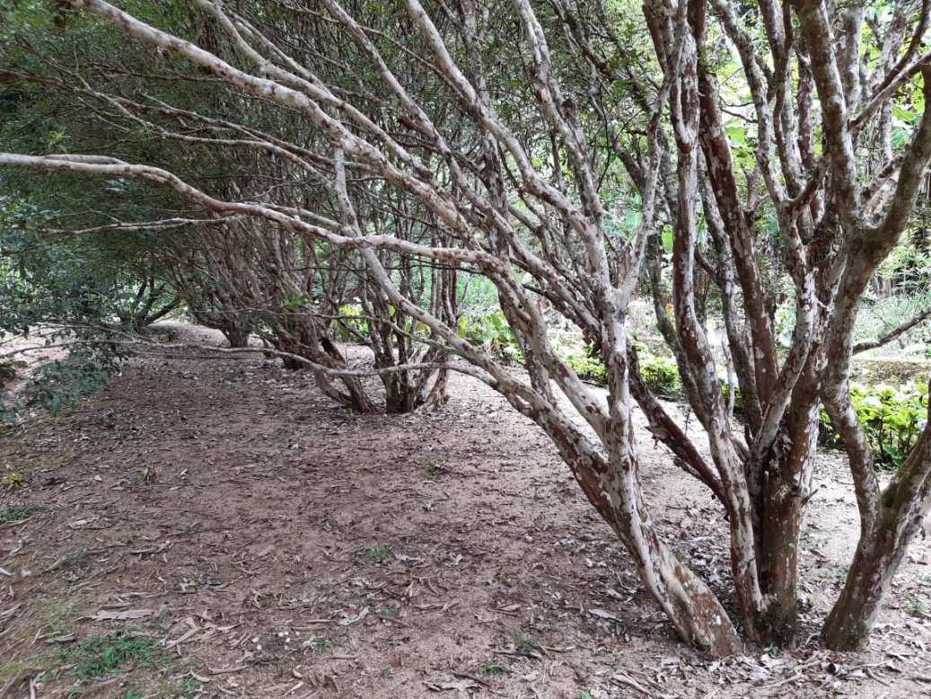 Sítio, 3 quartos, 19 hectares - Foto 36