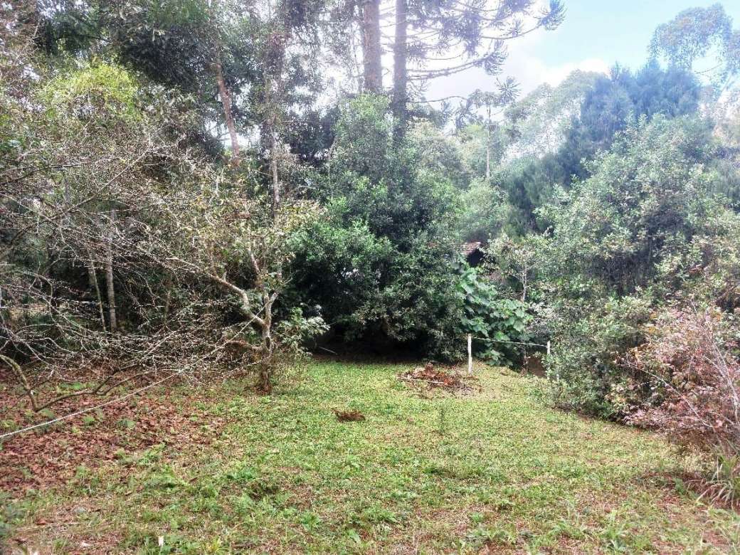 Sítio, 2 quartos, 8 hectares - Foto 6