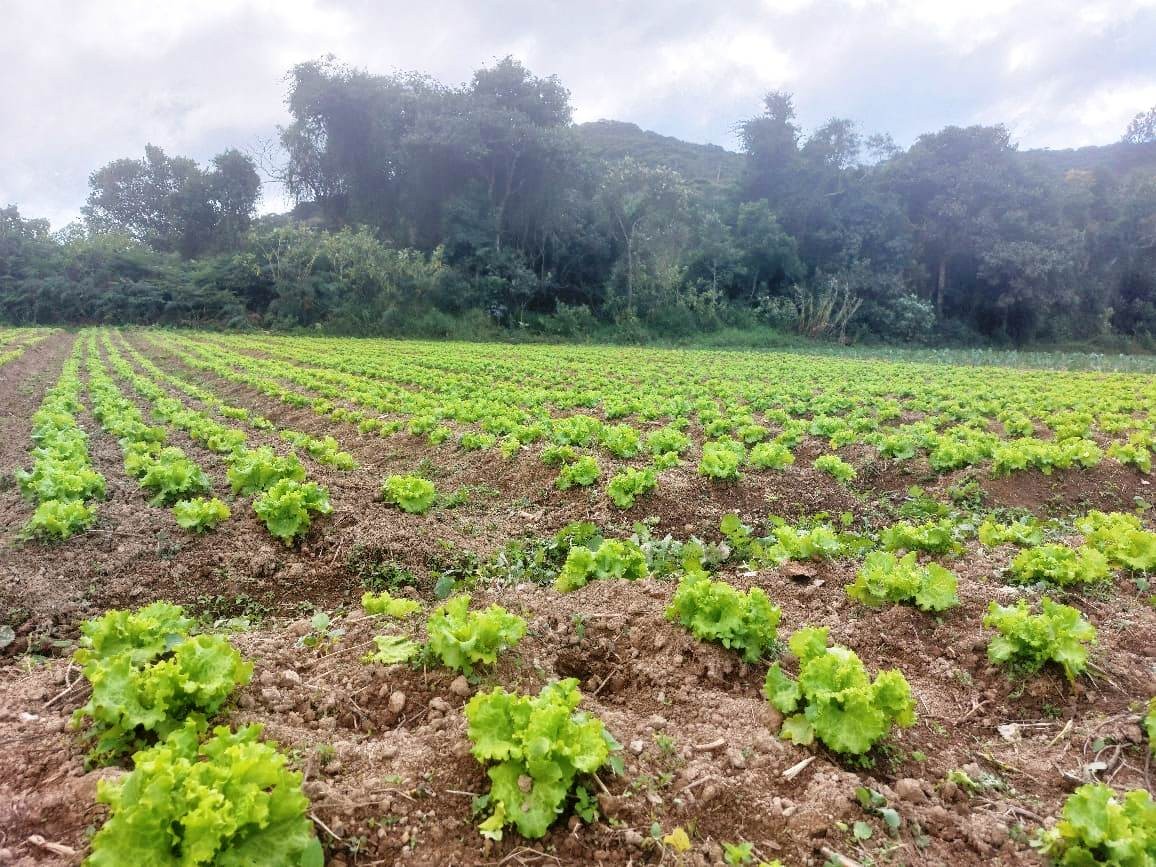 Sítio, 2 quartos, 8 hectares - Foto 1