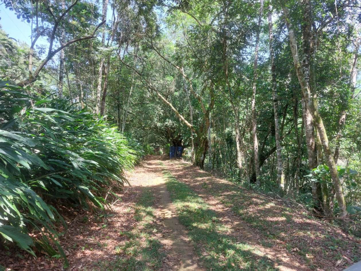 Sítio, 4 quartos, 46 hectares - Foto 4