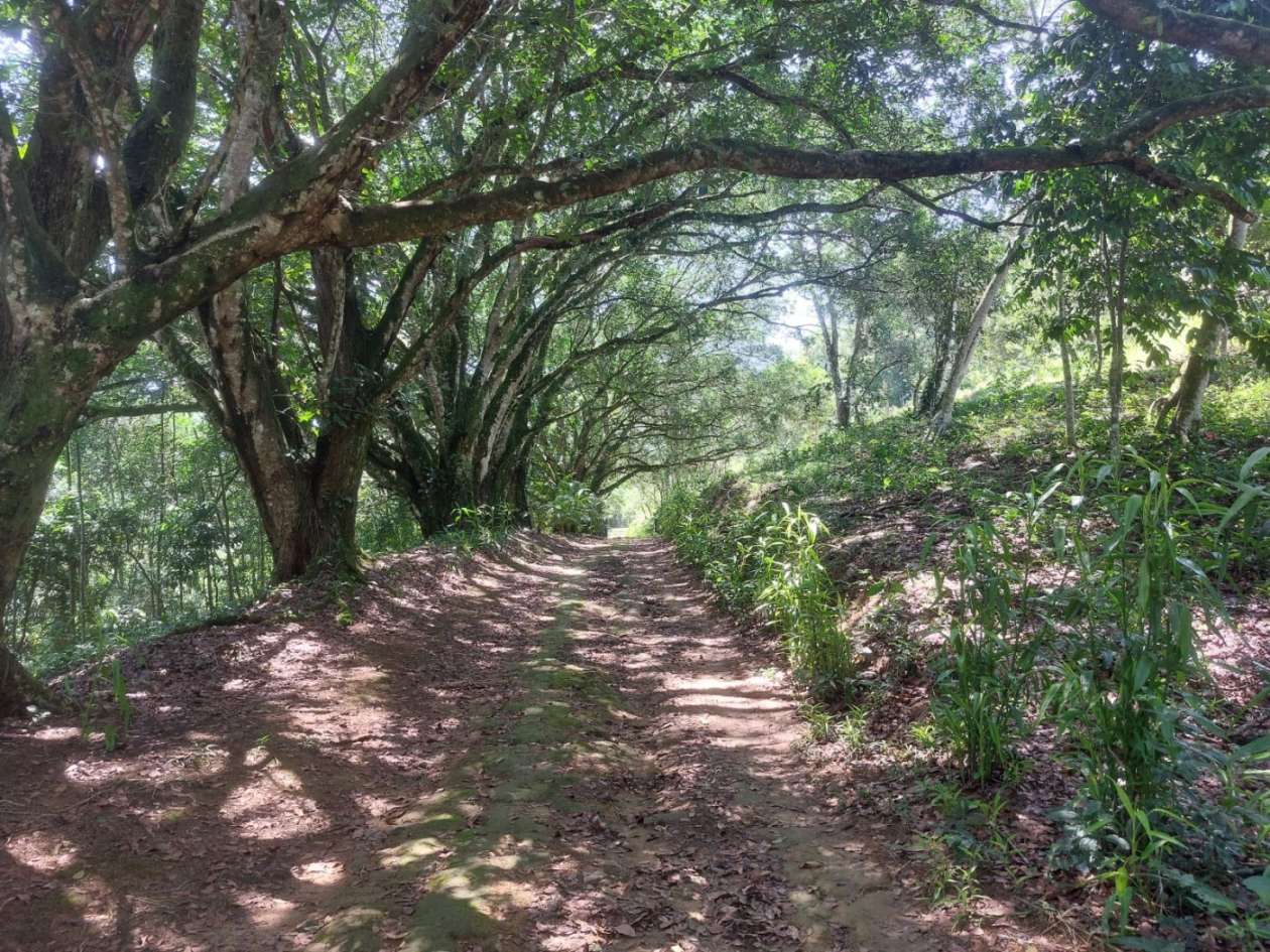 Sítio, 4 quartos, 46 hectares - Foto 5