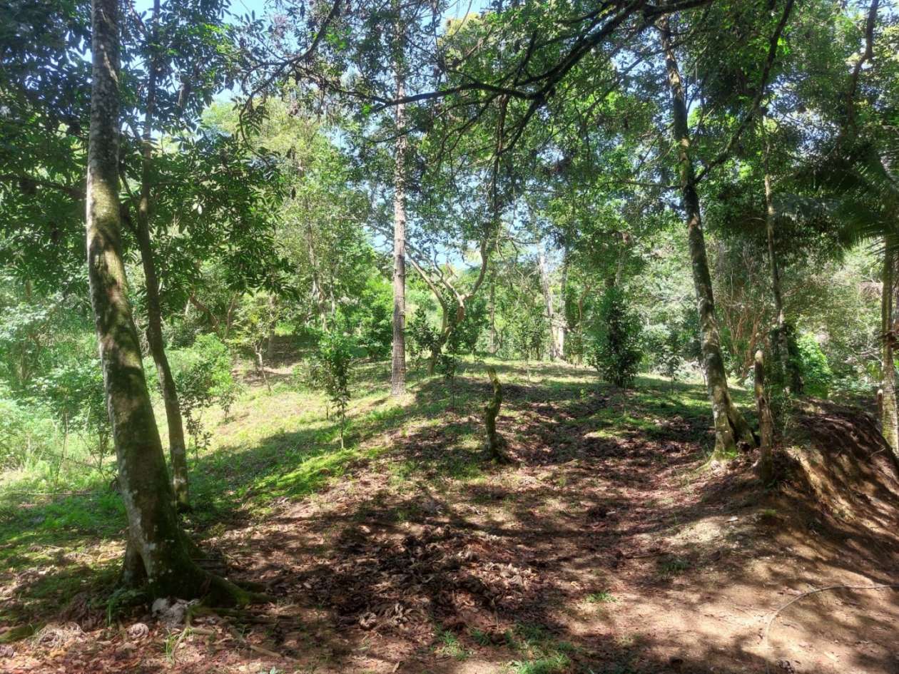 Sítio, 4 quartos, 46 hectares - Foto 6