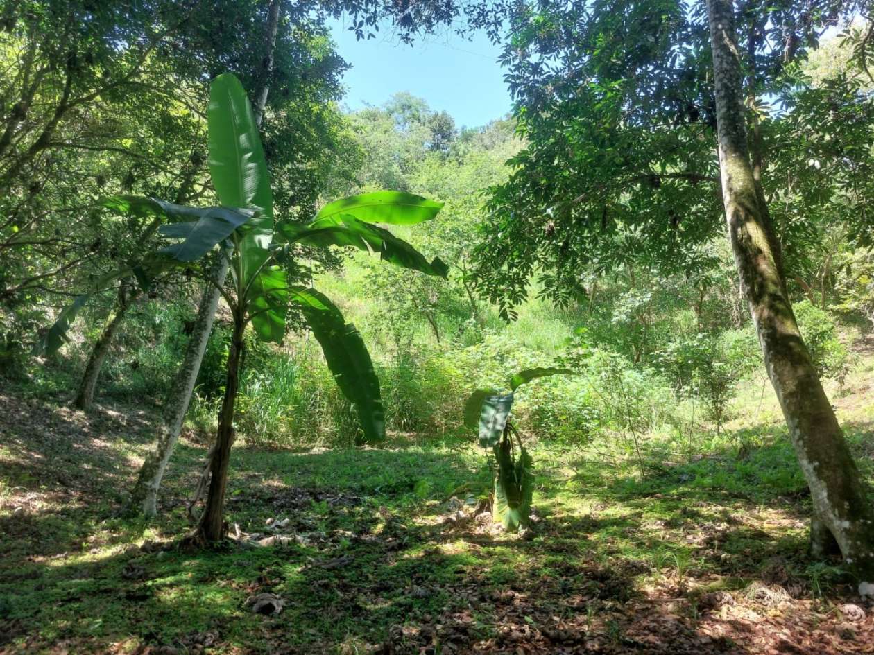 Sítio, 4 quartos, 46 hectares - Foto 9