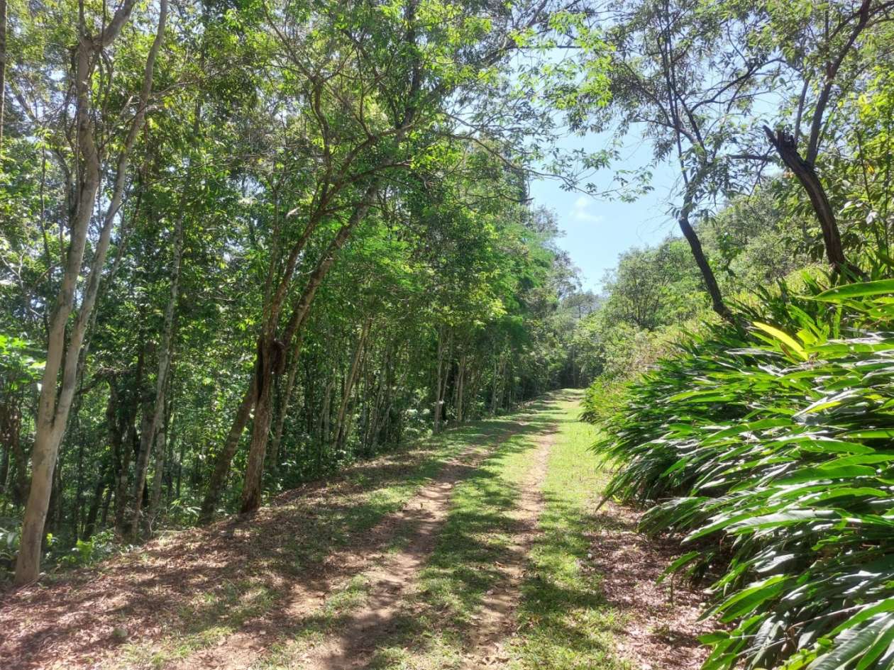 Sítio, 4 quartos, 46 hectares - Foto 13