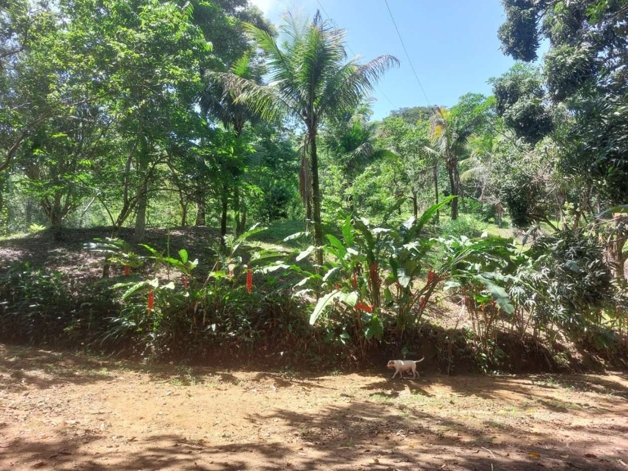 Sítio, 4 quartos, 46 hectares - Foto 12