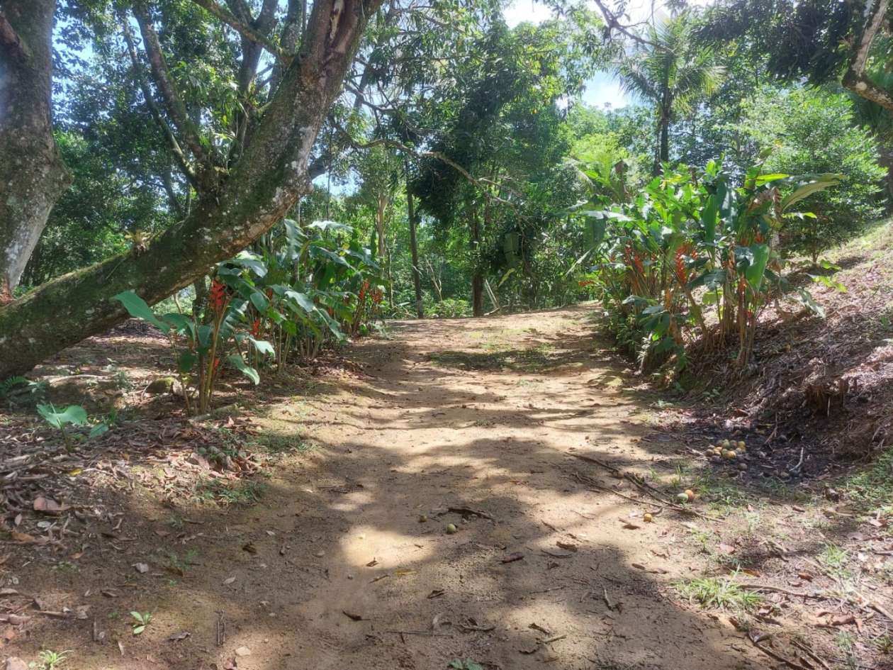 Sítio, 4 quartos, 46 hectares - Foto 18