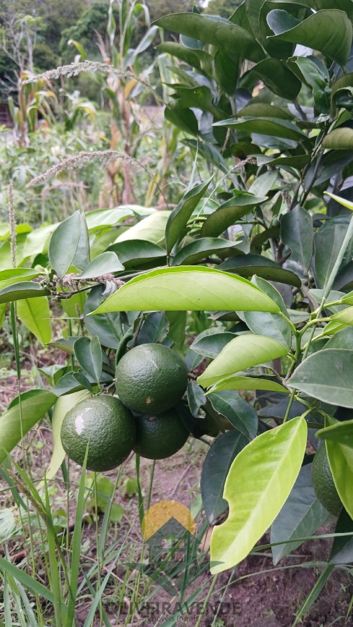 Sítio, 2 quartos, 2 hectares - Foto 11