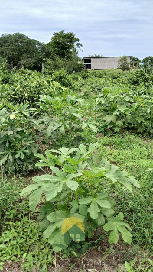 Sítio, 2 quartos, 2 hectares - Foto 13