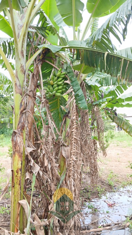 Sítio, 2 quartos, 2 hectares - Foto 18