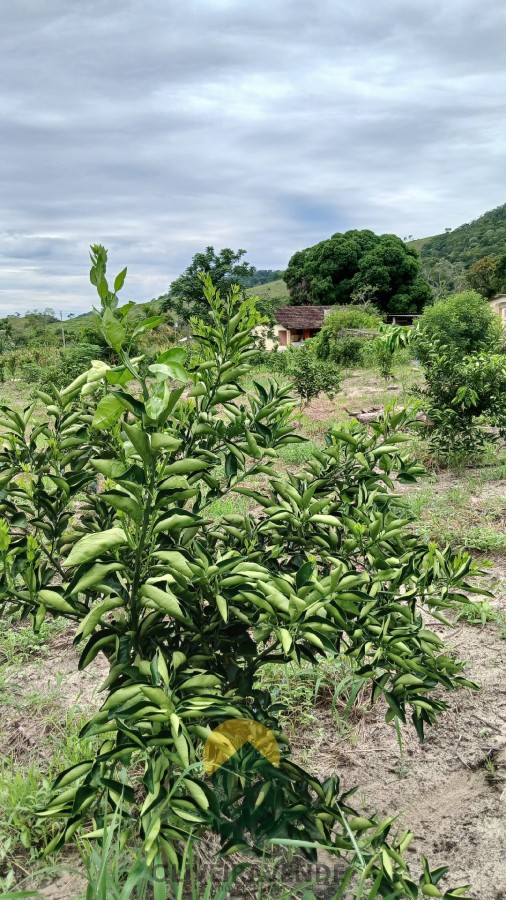 Sítio, 2 quartos, 2 hectares - Foto 19