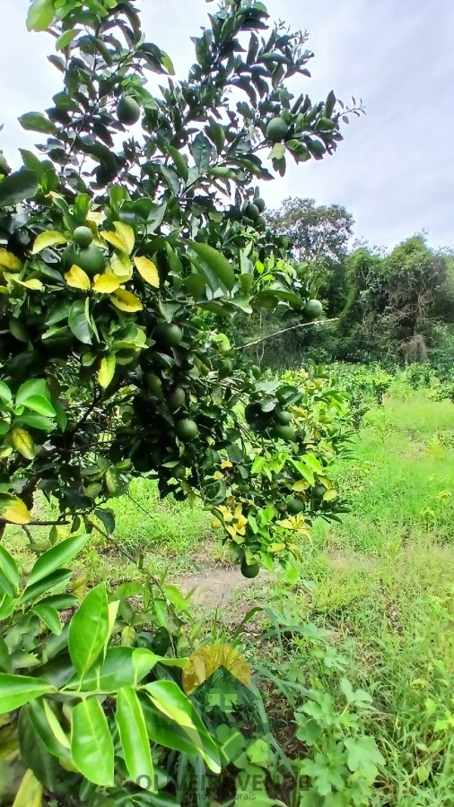 Sítio, 2 quartos, 2 hectares - Foto 22