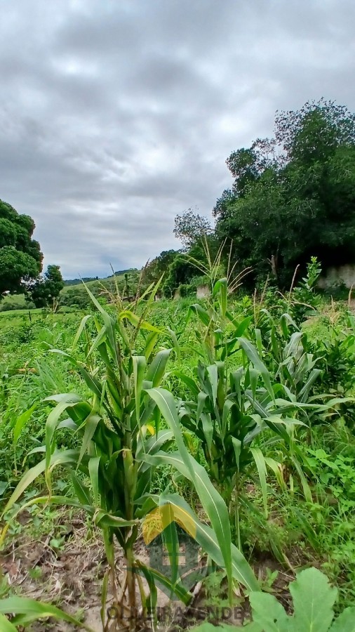 Sítio, 2 quartos, 2 hectares - Foto 23