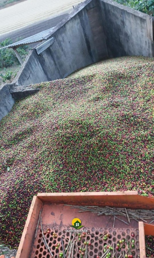 Fazenda, 29 hectares - Foto 12
