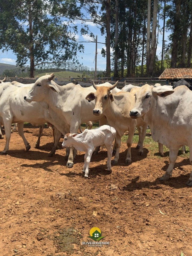 Fazenda, 880 m² - Foto 40