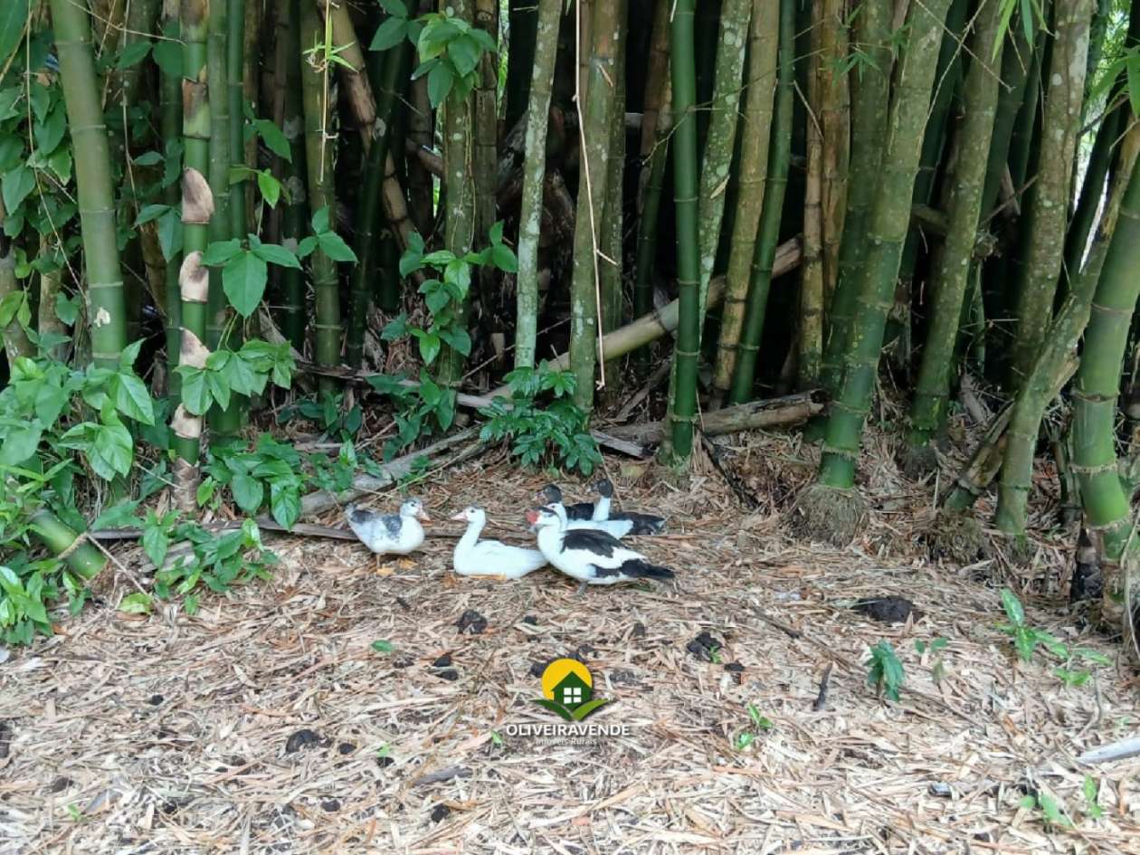 Sítio, 3 quartos, 3 hectares - Foto 30