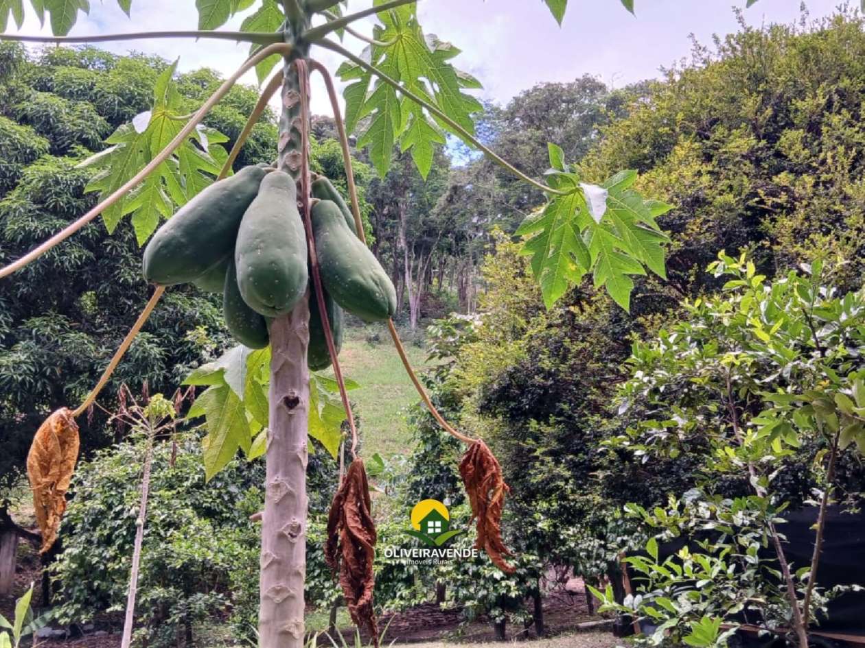 Sítio, 3 quartos, 3 hectares - Foto 32