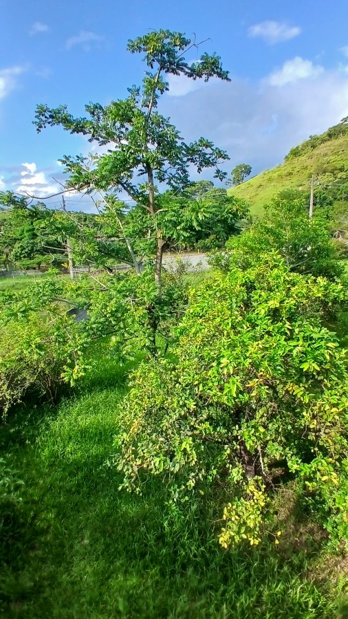 Fazenda, 2000 m² - Foto 14