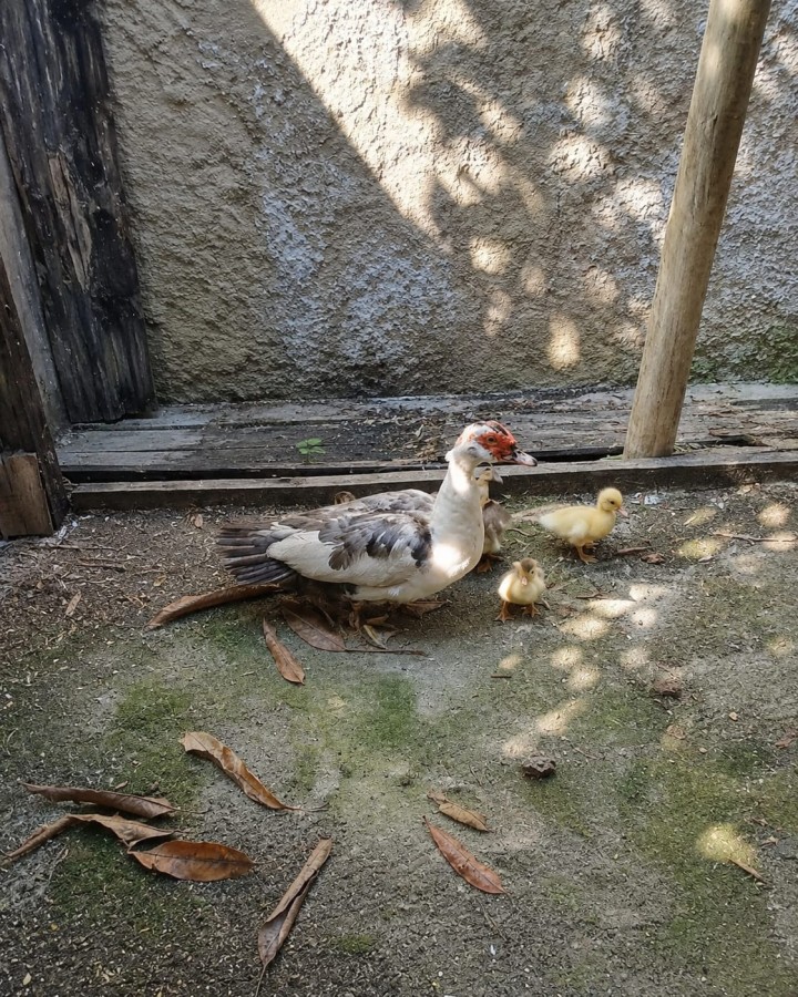 Fazenda, 1000 m² - Foto 14