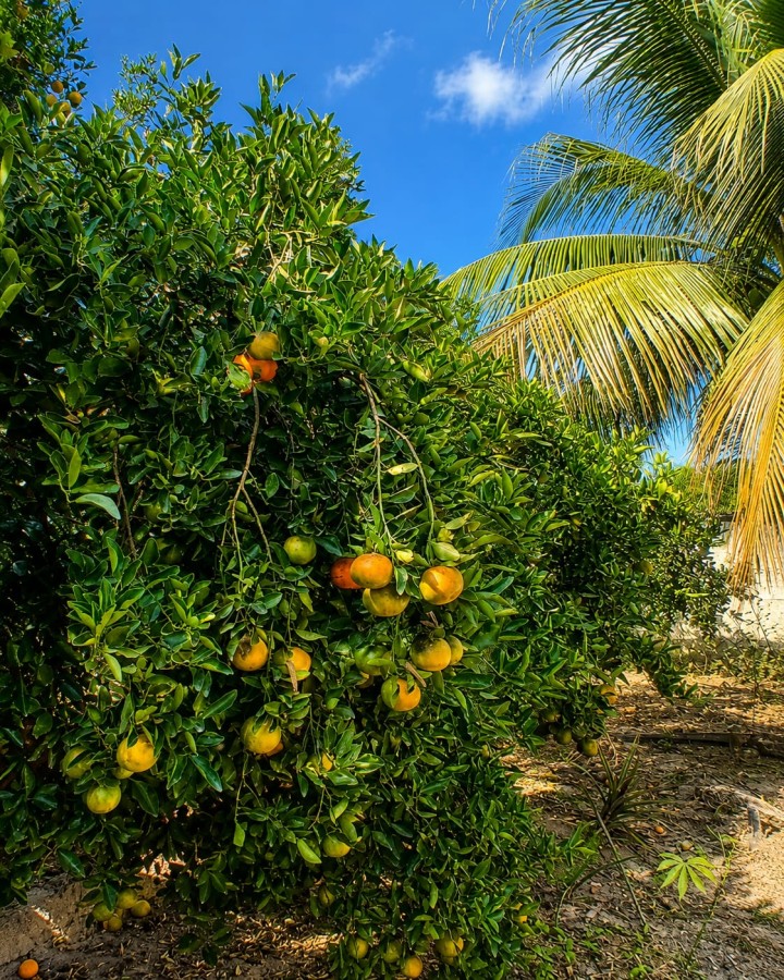 Fazenda, 1000 m² - Foto 12